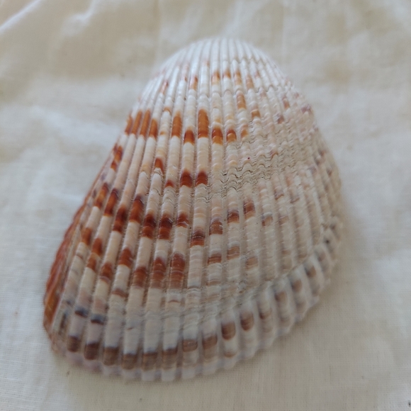 Large Cockle Shell - Picture 2 of 7